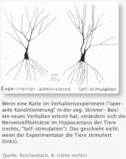 Wachstum von Nervenzellfortsätzen